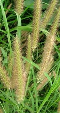 deenanath grass
